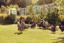 How to Keep Chickens Out of the Garden