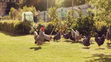 How to Keep Chickens Out of the Garden