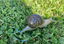 How to Get Rid of Garden Snails