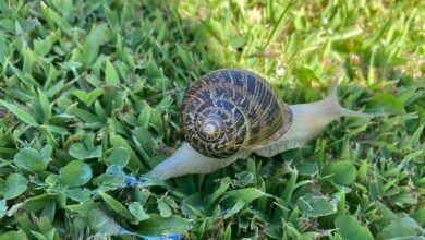 How to Get Rid of Garden Snails