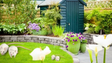 How to Keep Mice Out of Garden Shed